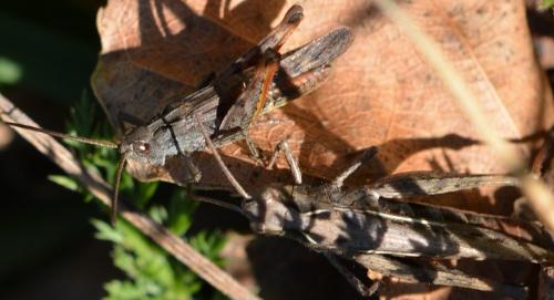 Chorthippus sp.